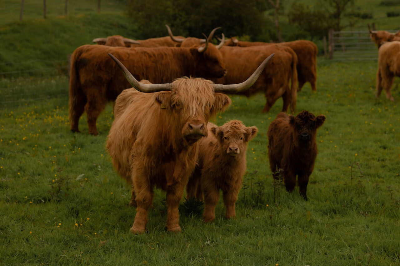 Cardney Steading Barn Vibe Scottish Cattle