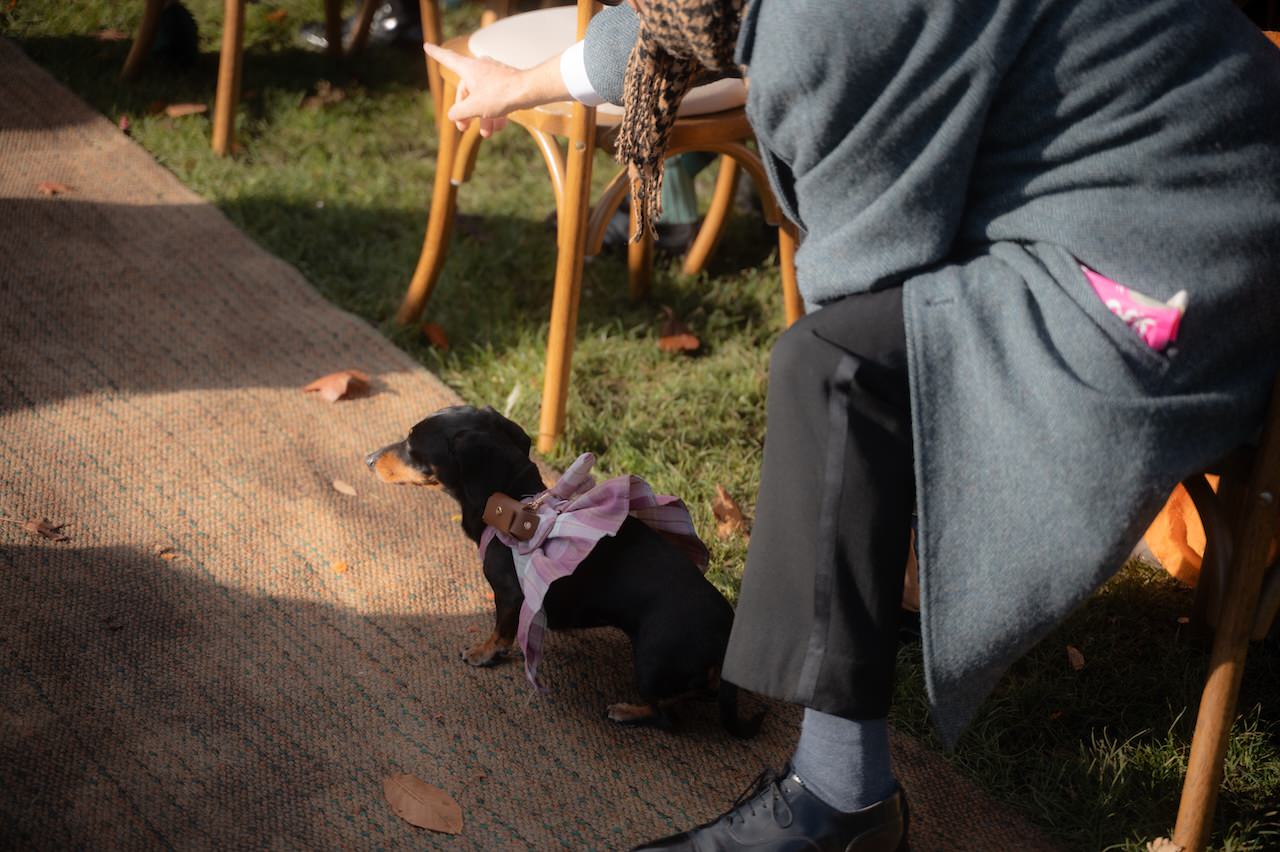 5 Reasons that make Venachar Lochside Venue Amazing for cosy, intimate weddings 18 The Dachshund carrying wedding rings on the ceremony