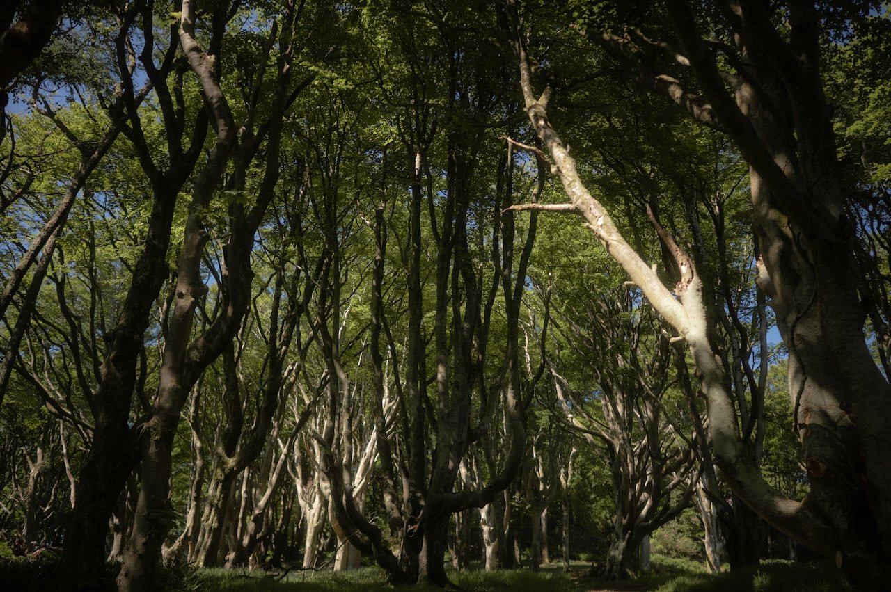 Beautiful Dunskey Estate Elopement - Scottish Castle Wedding Venue 2 Dunskey Estate Woodland