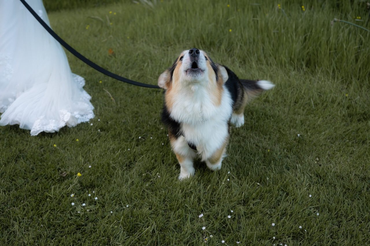 Beautiful Dunskey Estate Elopement - Scottish Castle Wedding Venue 28 Dunskey Estate Elopement with dogs